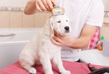 Dog Hair Brushing