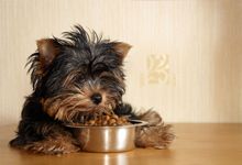 Dog having food