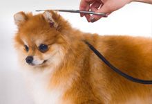 Dog Grooming