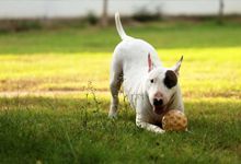 Happy Dog