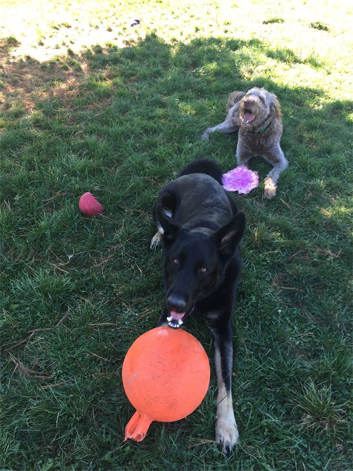 Dogs Playing