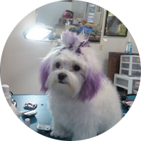 Blue Haven Pet Salon | Dog Grooming | Virginia Beach VA