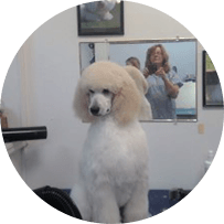 Blue Haven Pet Salon | Dog Grooming | Virginia Beach VA