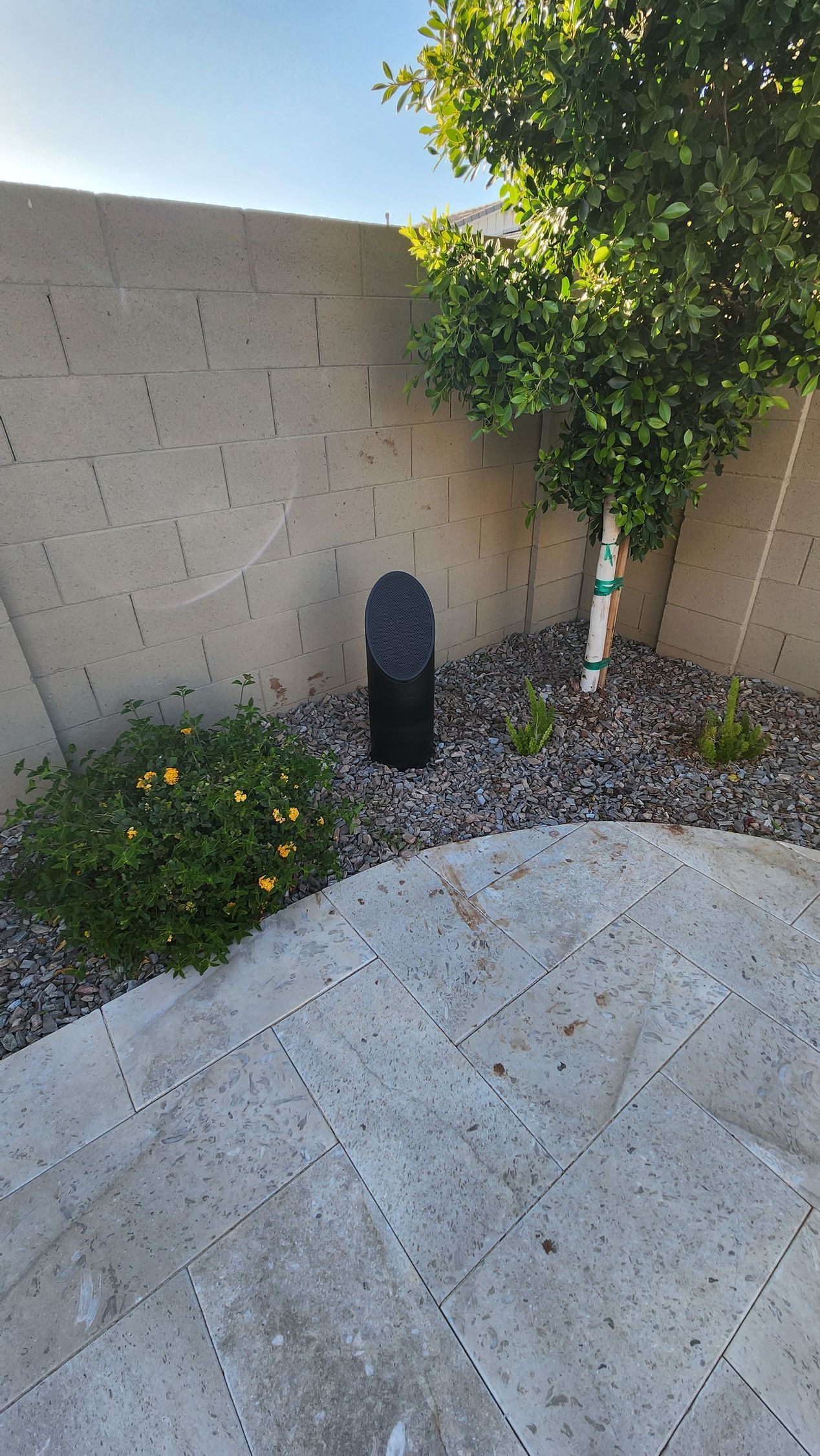 There is a tree in the background and a concrete wall in the background.