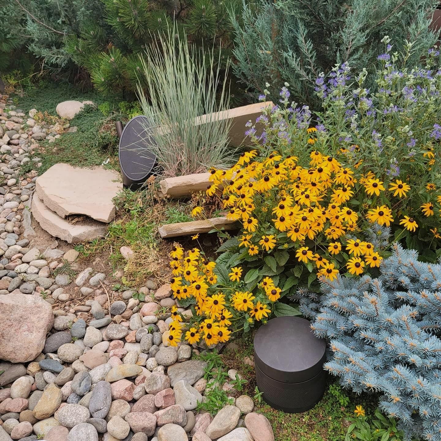 A rock garden with yellow flowers and purple flowers.