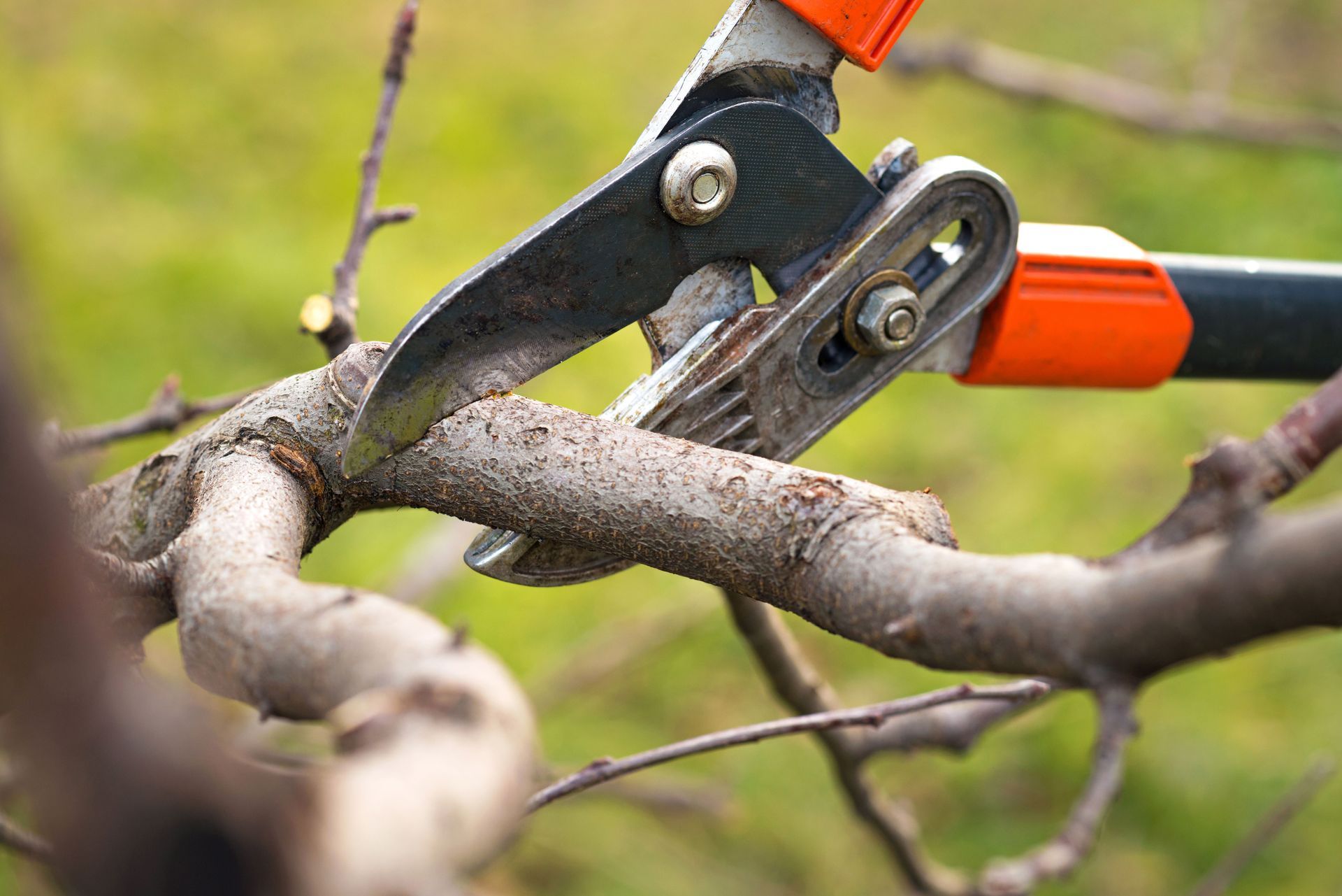 Hand pruners cutting a tree branch outdoors, with orange handles and a blurred green background