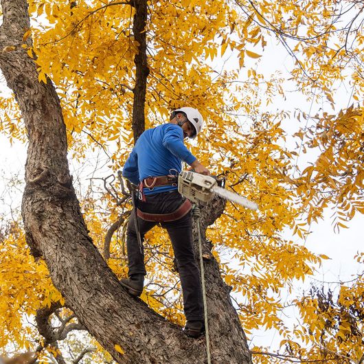 Tree worker in a blue shirt and safety gear cutting branches among yellow autumn leaves