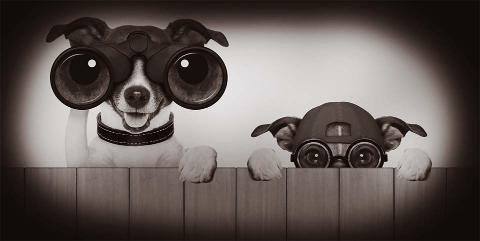 Dogs Looking Over Fence With Binoculars