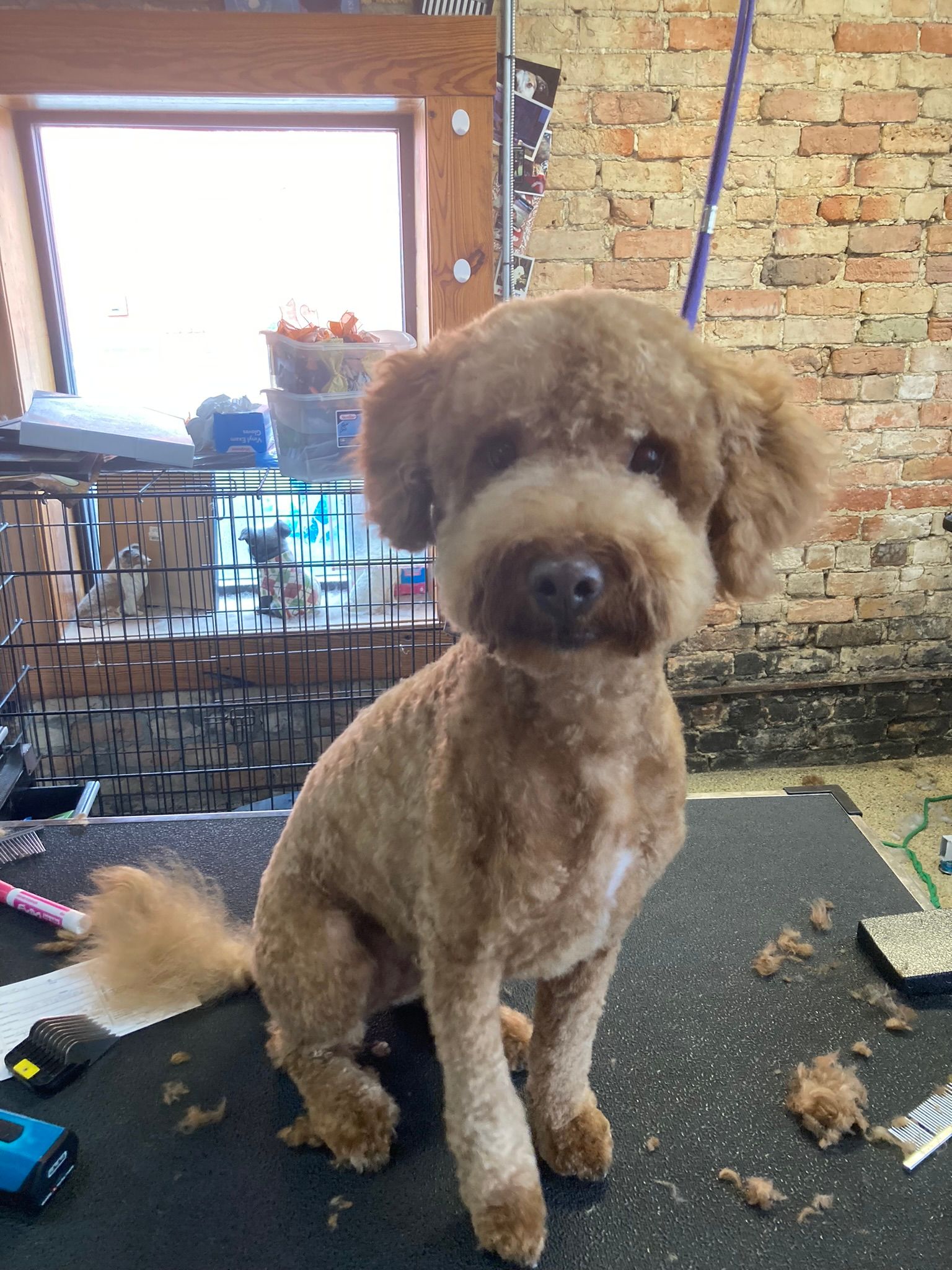 Dog at pet salon