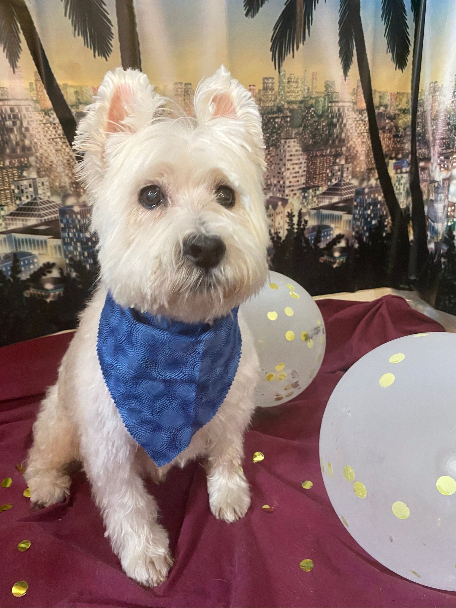 Cute dog with a scarf