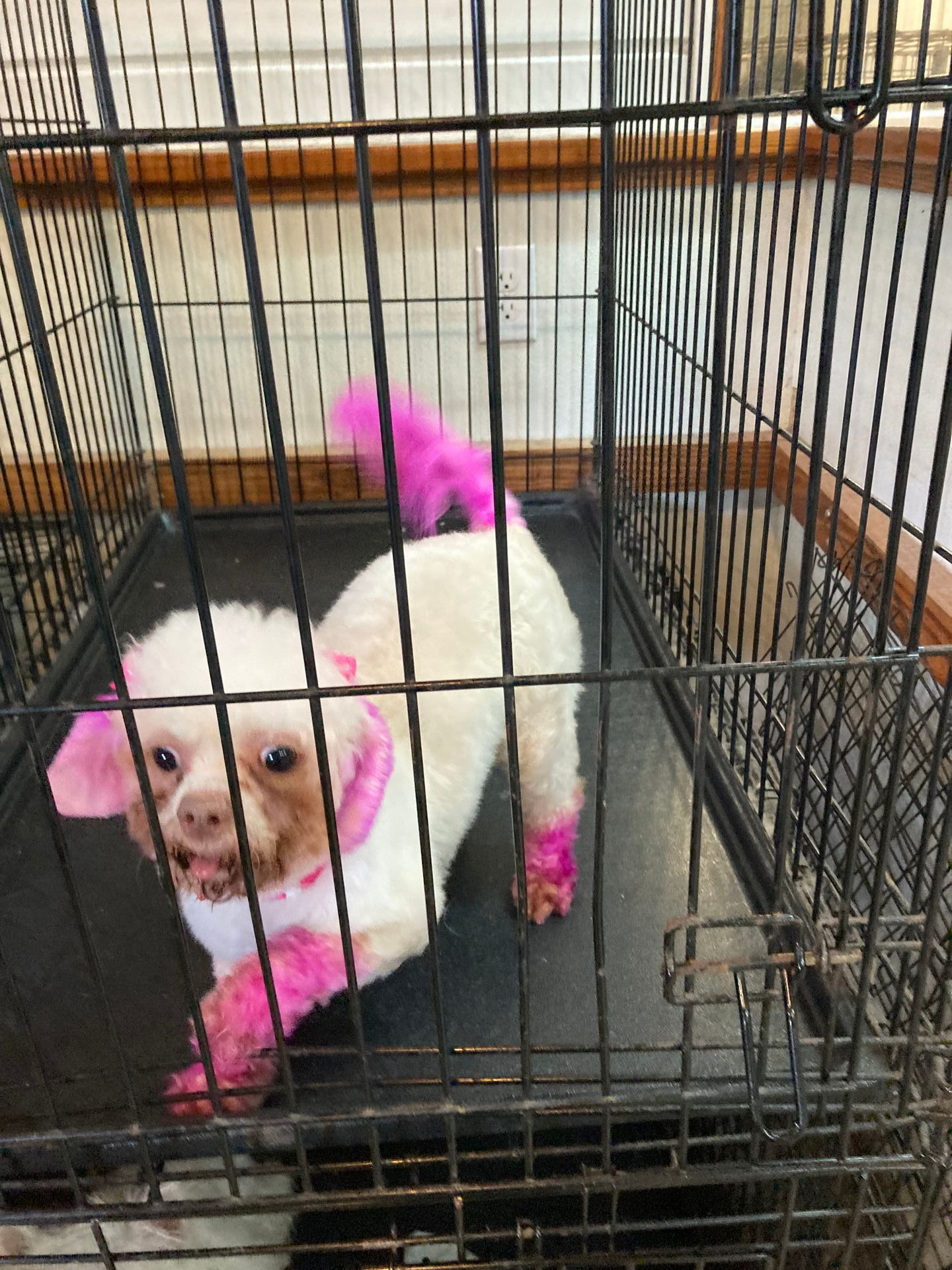 Roxie Daizy Pet Salon Clean Pets