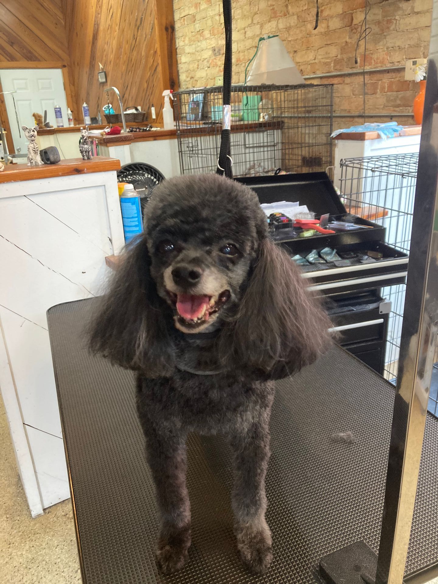 Roxie Daizy Pet Salon Clean Pets