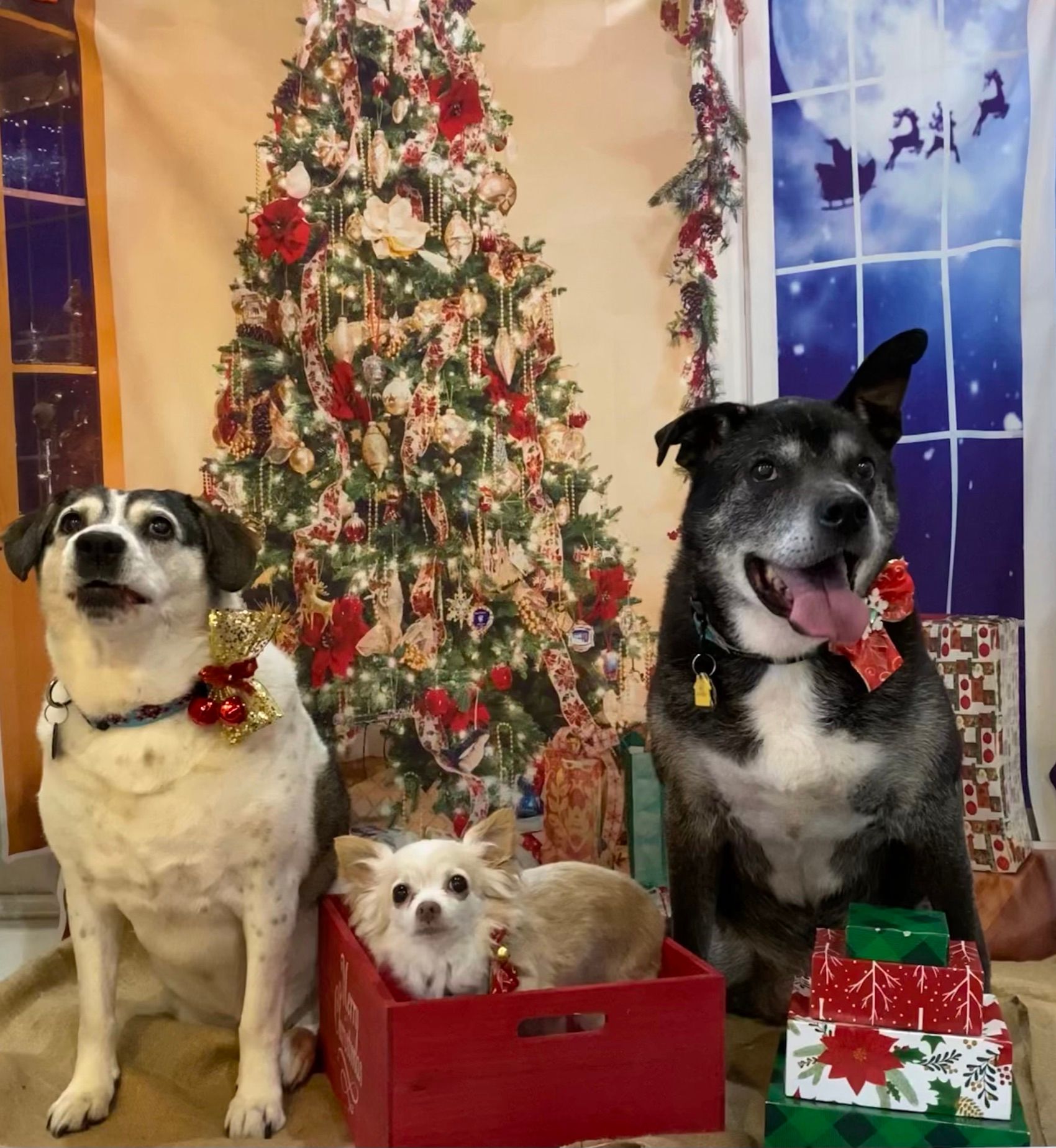 Roxie Daizy Pet Salon Clean Pets