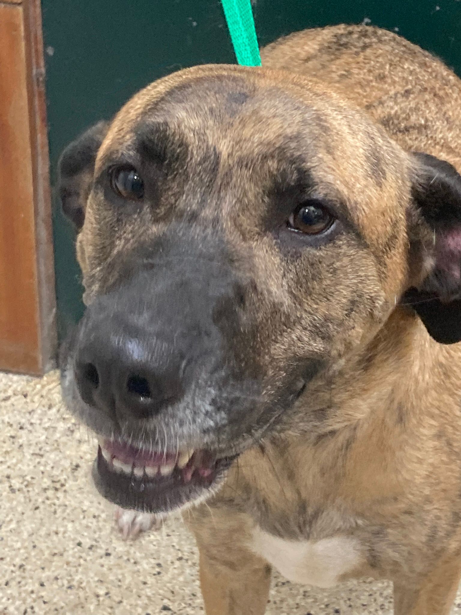 Roxie Daizy Pet Salon Clean Pets