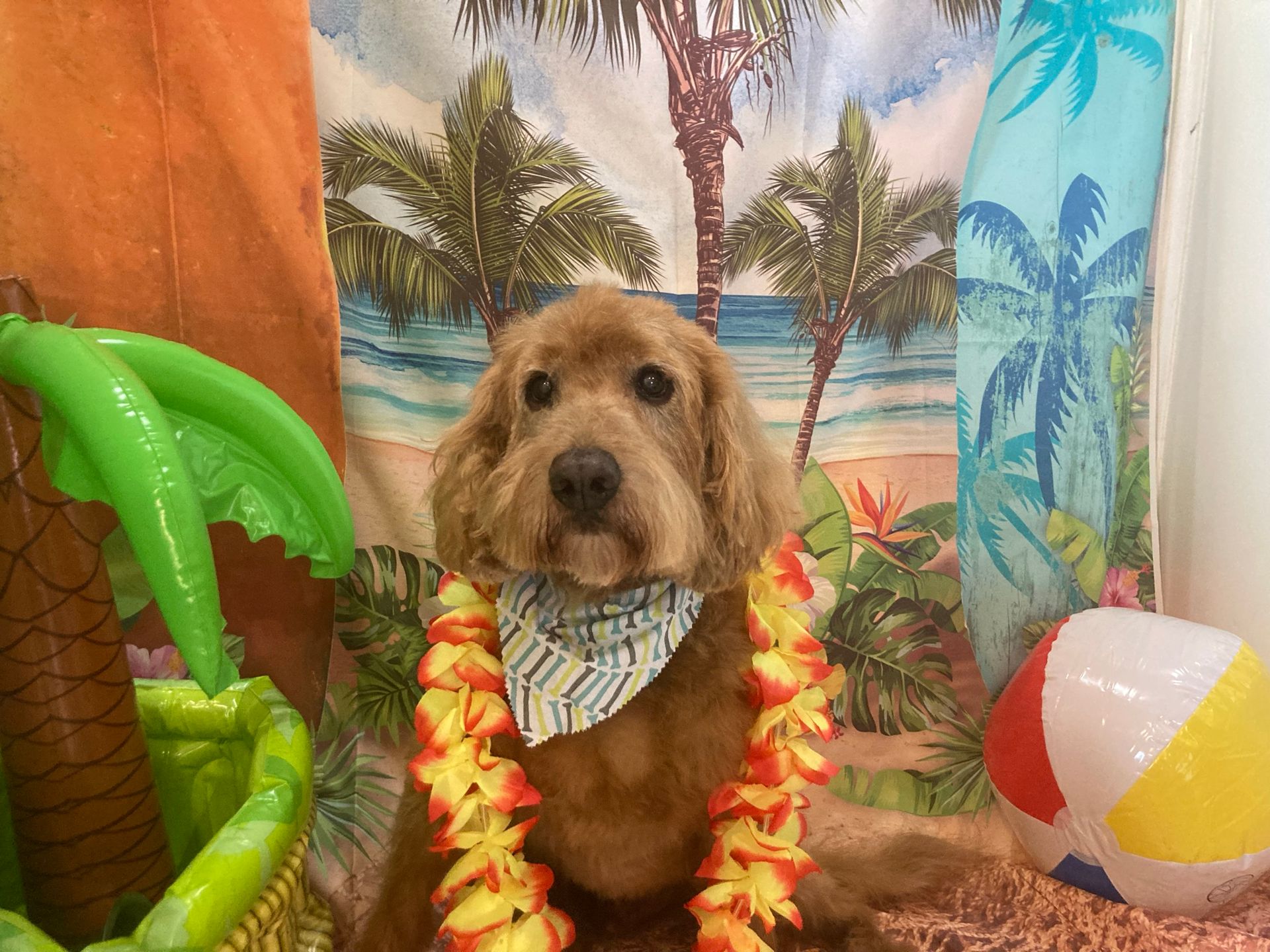 Roxie Daizy Pet Salon Clean Pets