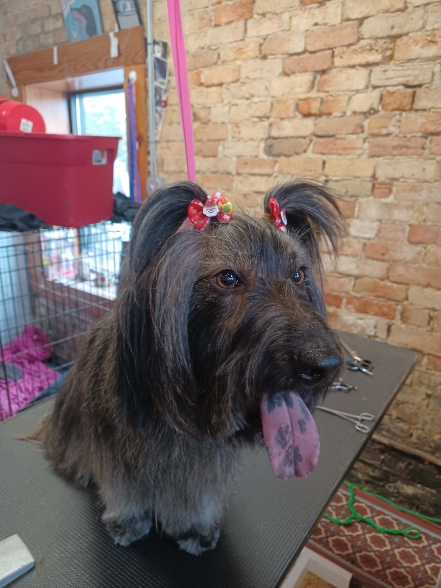 Roxie Daizy Pet Salon Clean Pets