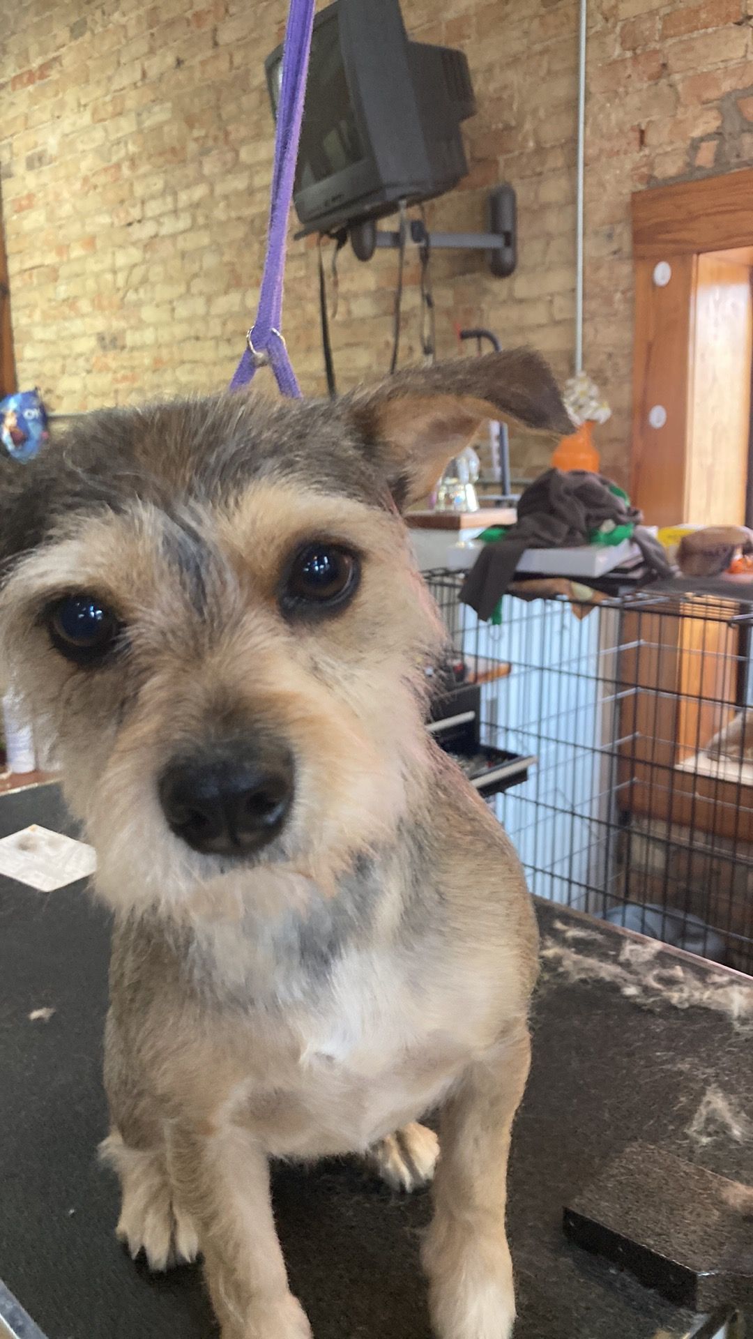 Roxie Daizy Pet Salon Clean Pets