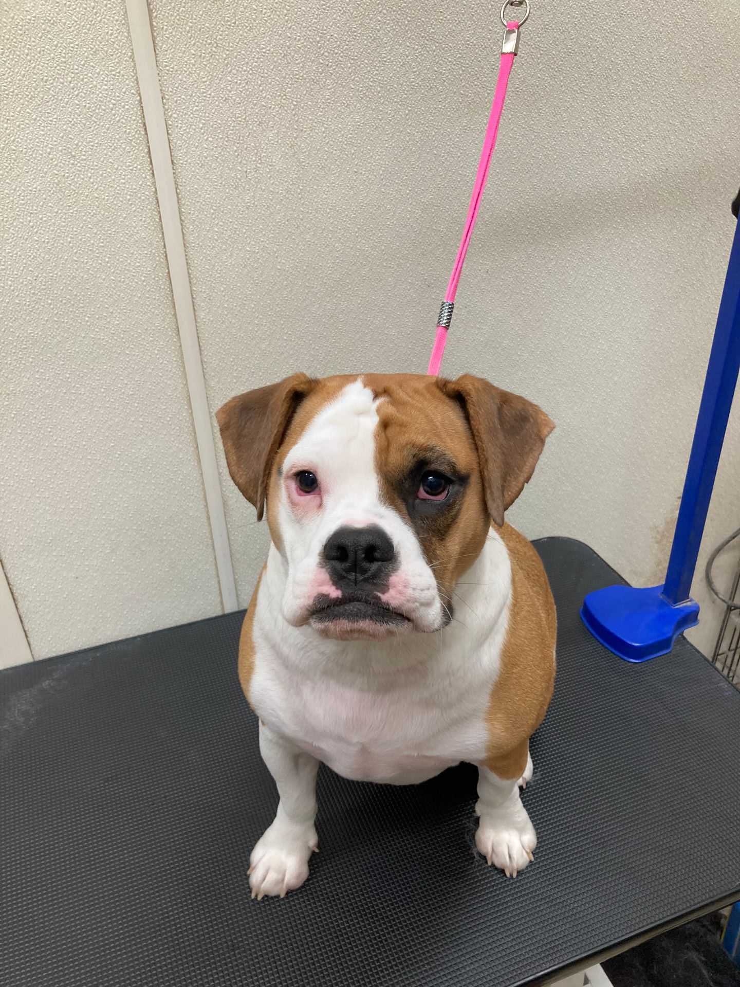 Roxie Daizy Pet Salon Clean Pets