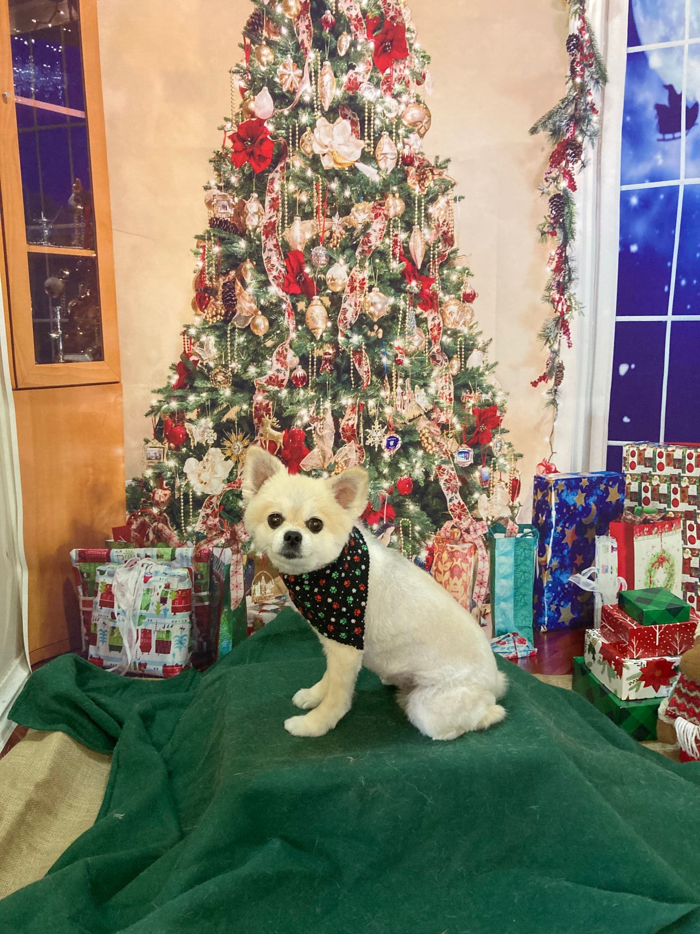 Roxie Daizy Pet Salon Clean Pets