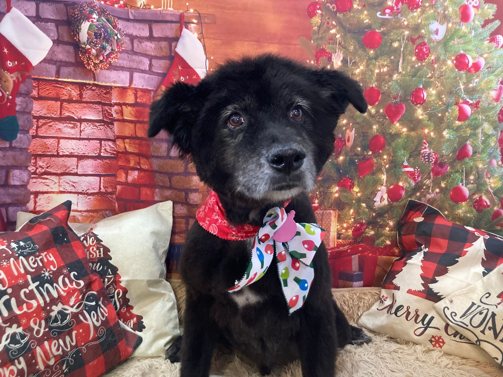 Roxie Daizy Pet Salon Clean Pets