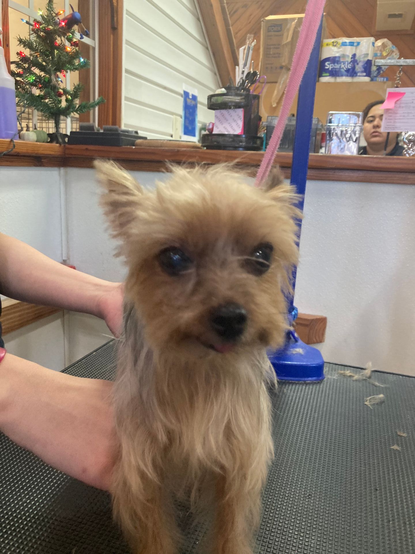 Roxie Daizy Pet Salon Clean Pets