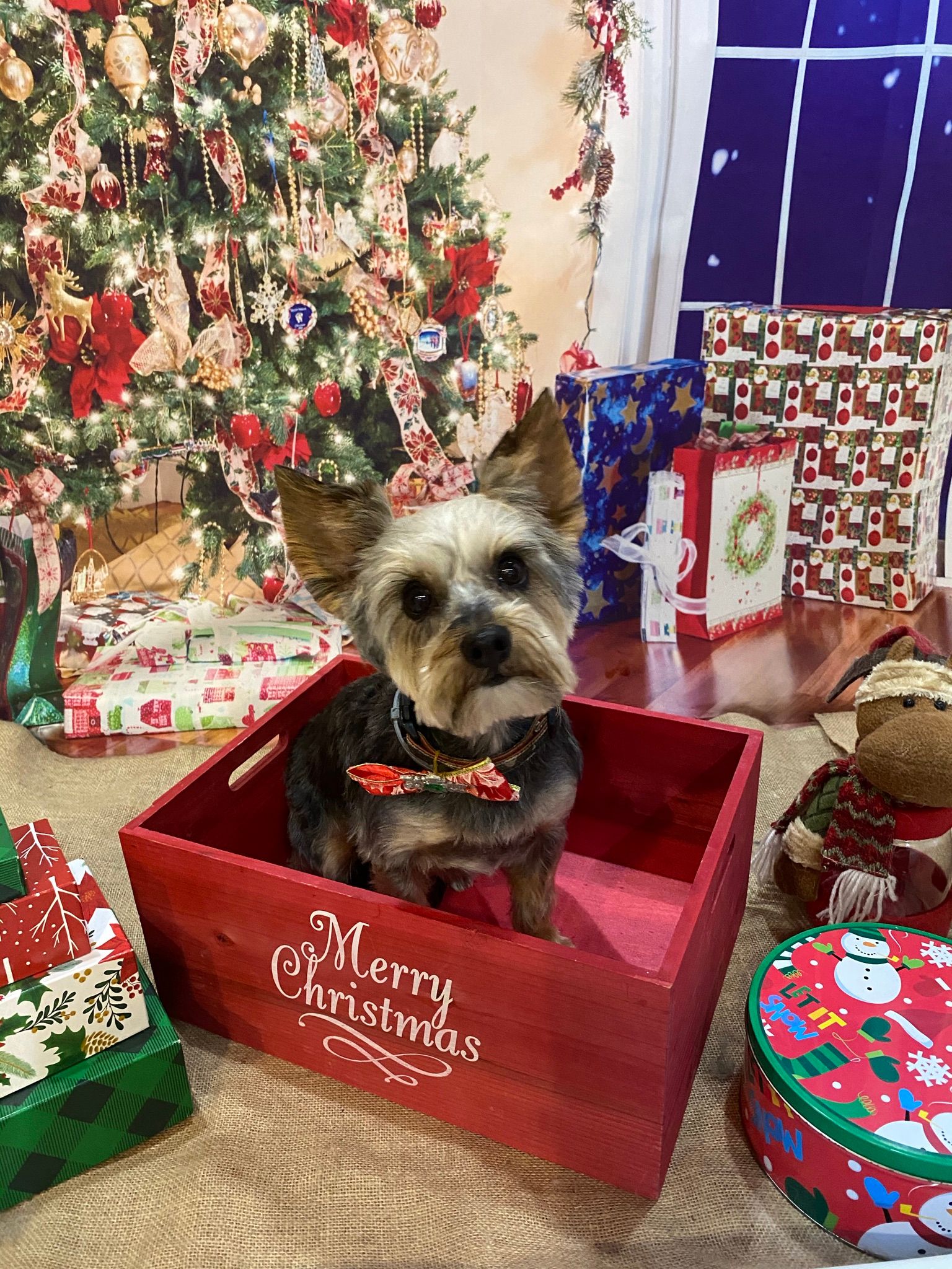 Roxie Daizy Pet Salon Clean Pets