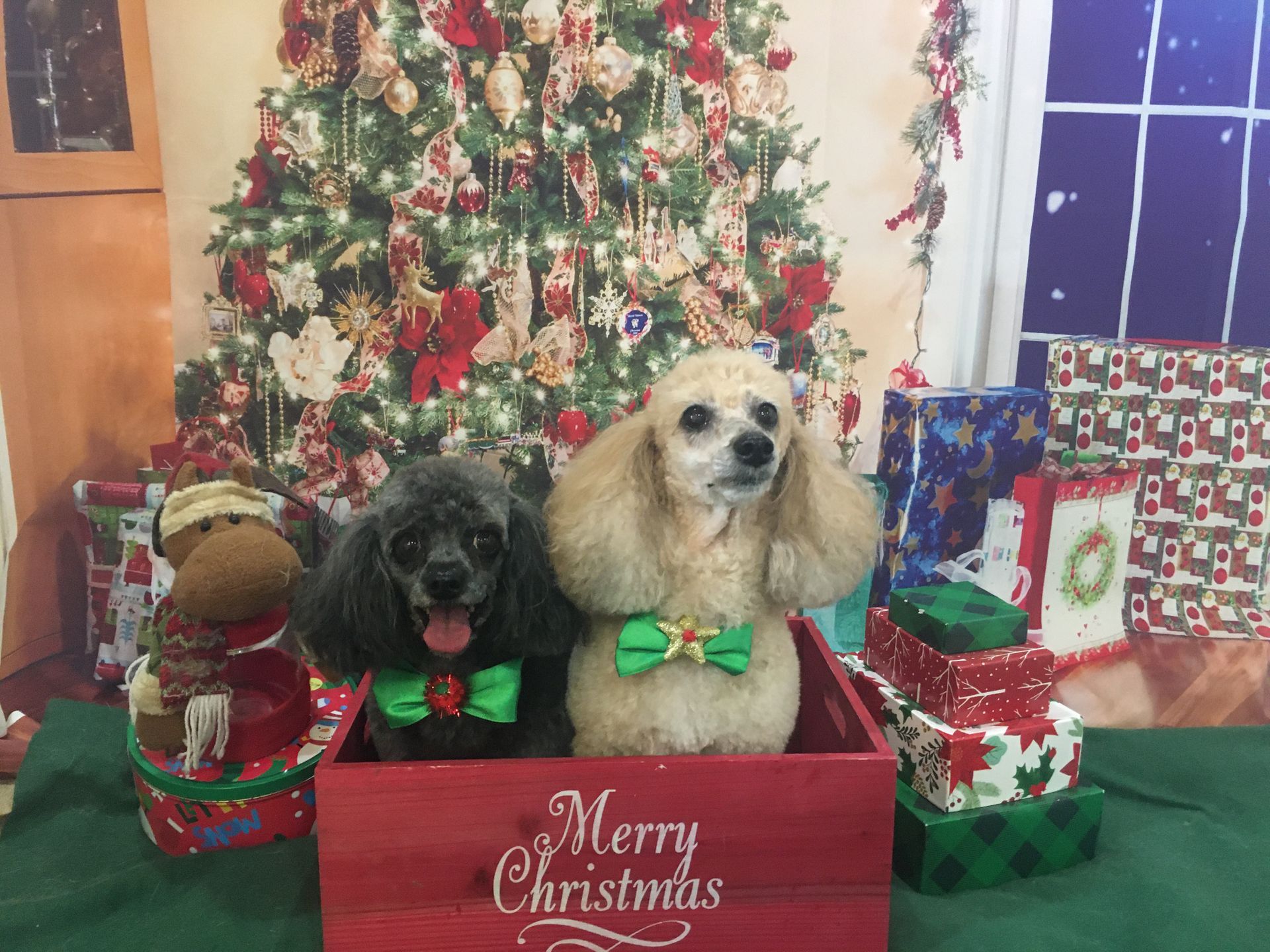 Roxie Daizy Pet Salon Clean Pets