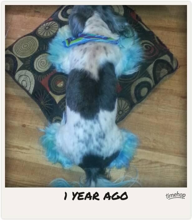 Roxie Daizy Pet Salon Clean Pets