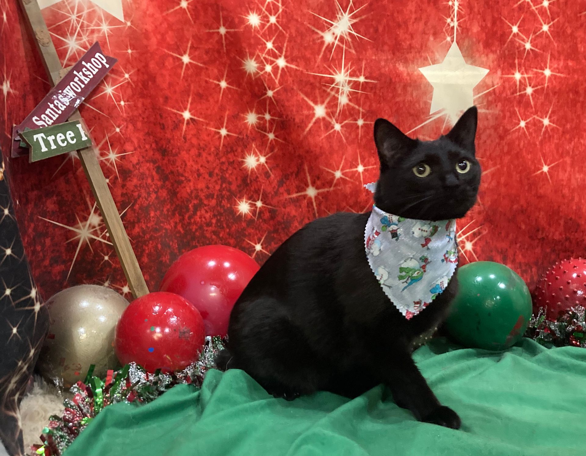 Roxie Daizy Pet Salon Clean Pets