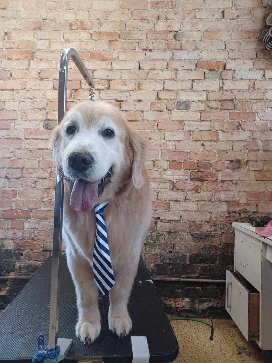 Roxie Daizy Pet Salon Clean Pets