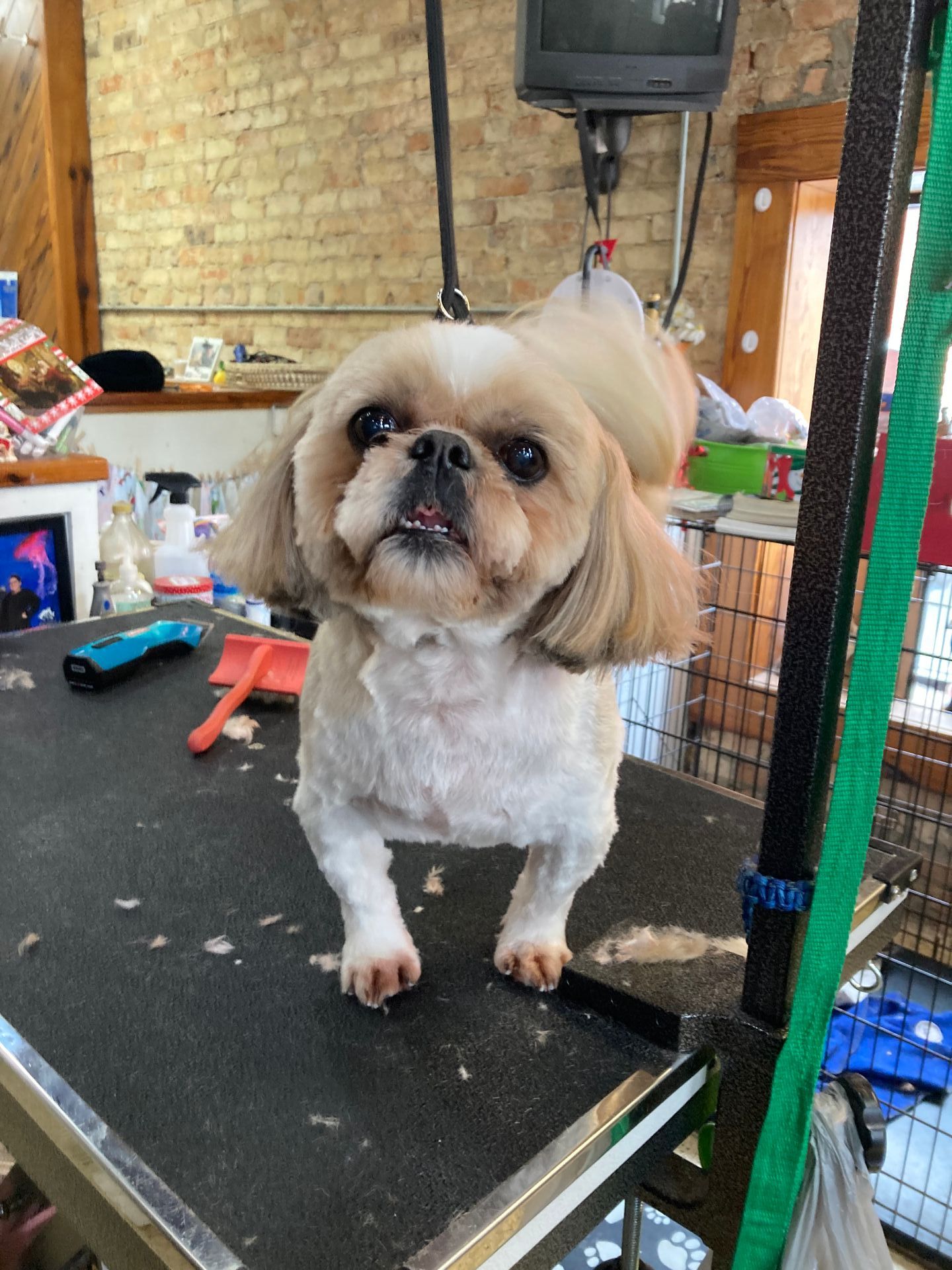 Roxie Daizy Pet Salon Clean Pets