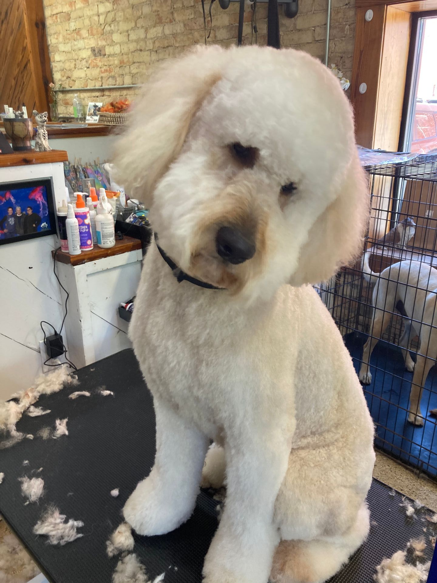 Roxie Daizy Pet Salon Clean Pets