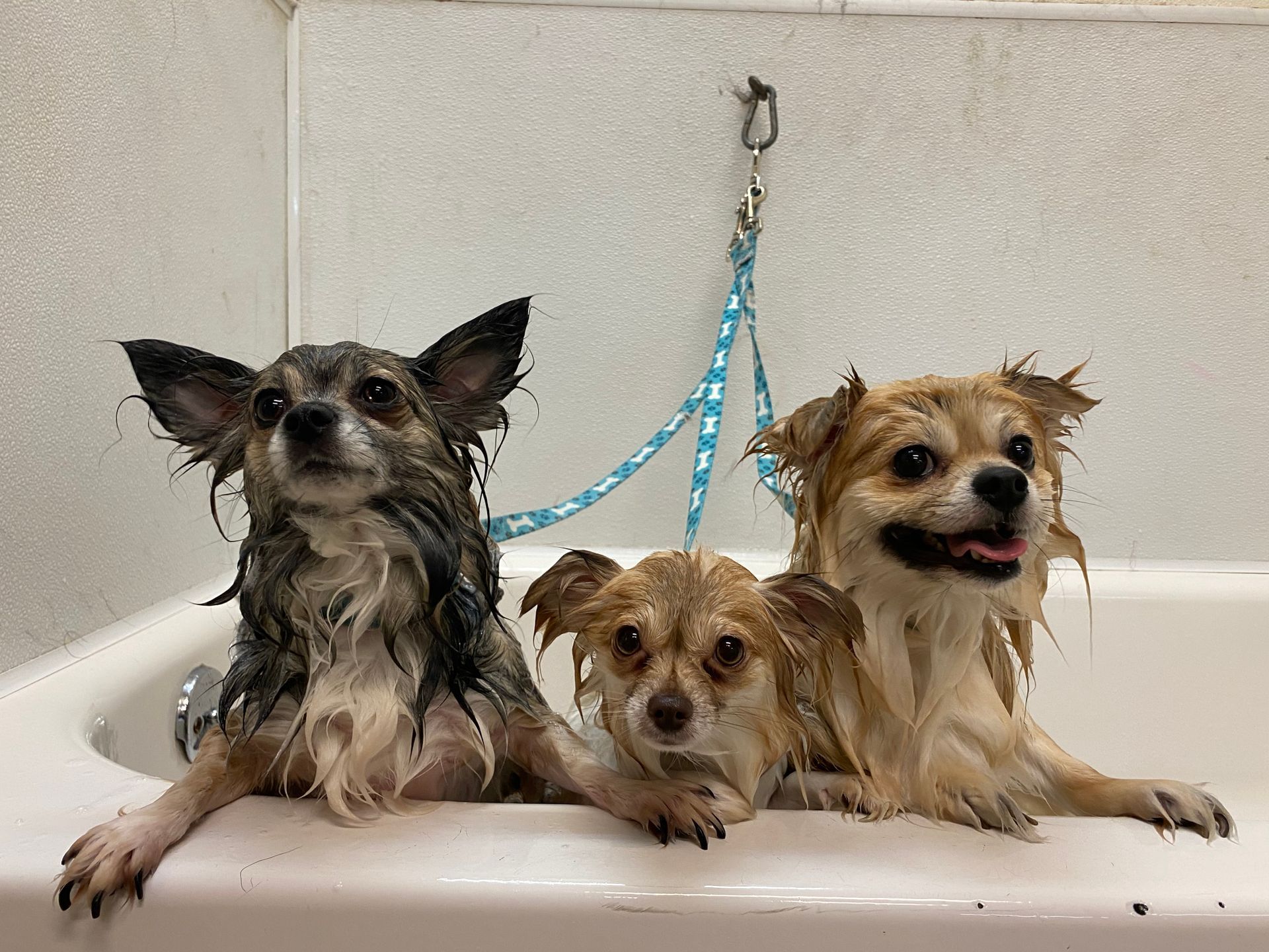 Roxie Daizy Pet Salon Clean Pets