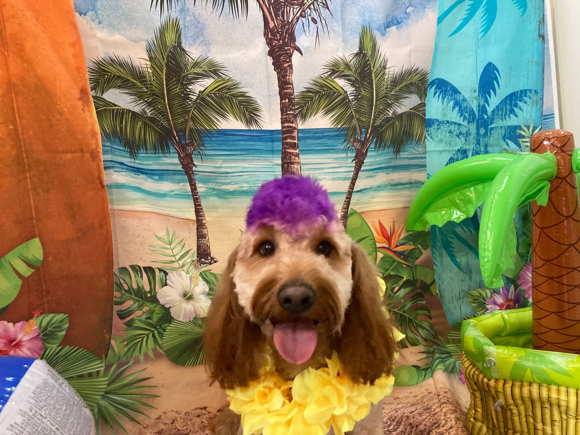 Dog with purple hair