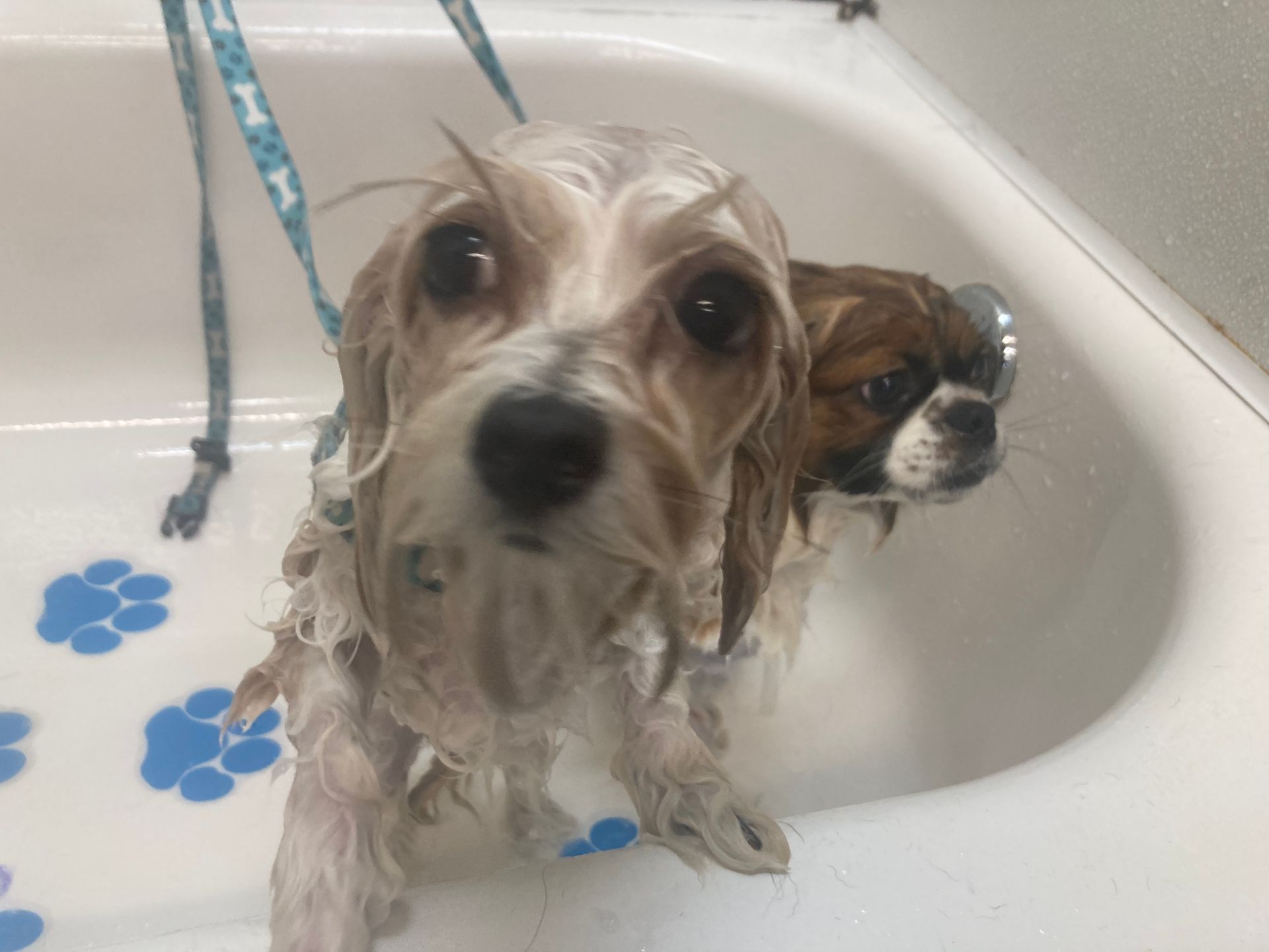 Roxie Daizy Pet Salon Clean Pets