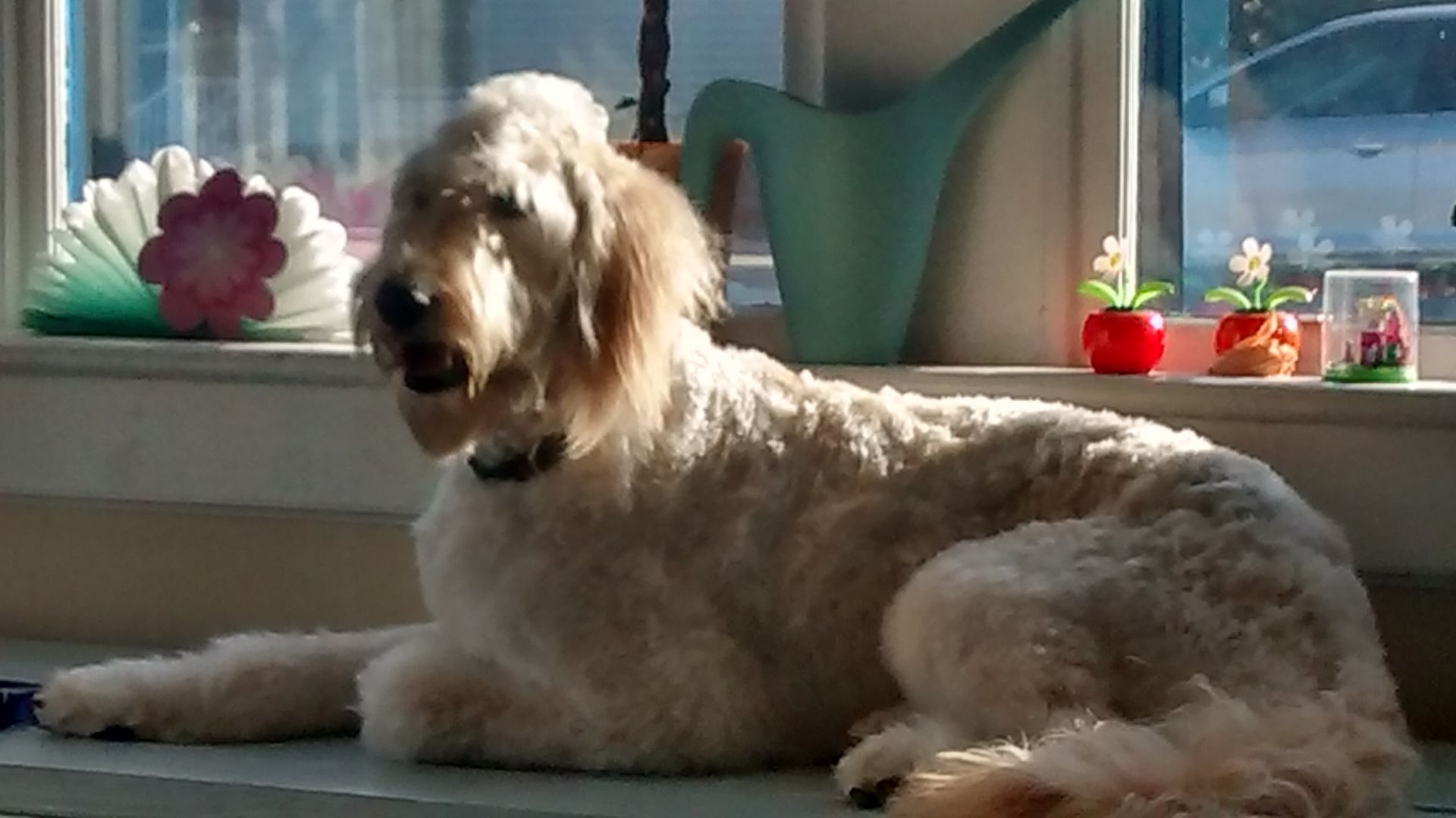 Roxie Daizy Pet Salon Clean Pets