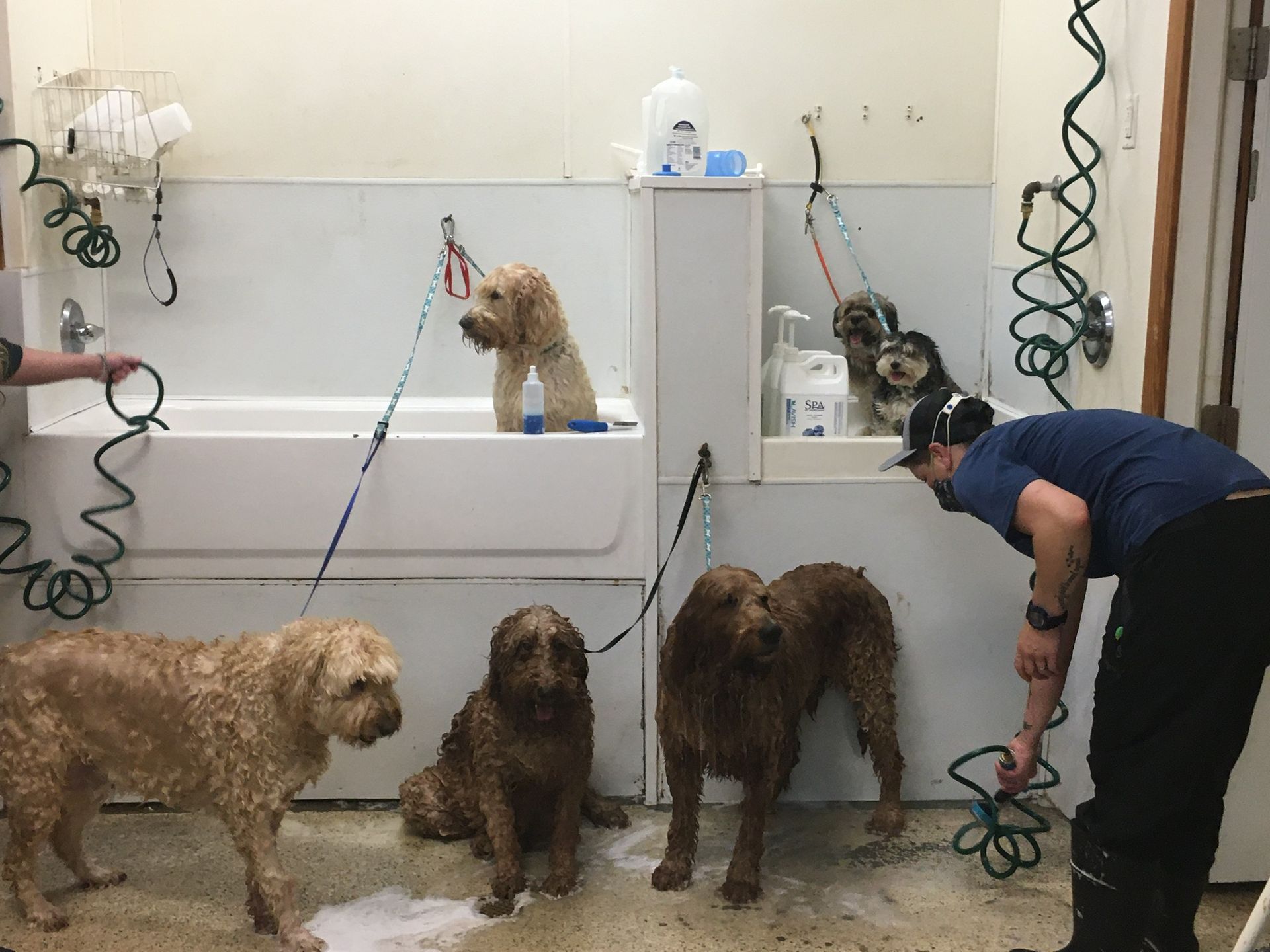 Pet salon service
