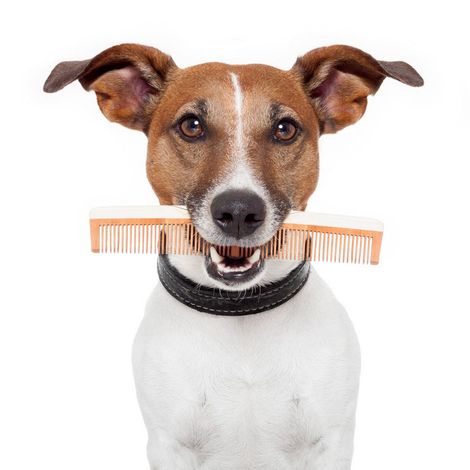 Dog with a comb on his mouth