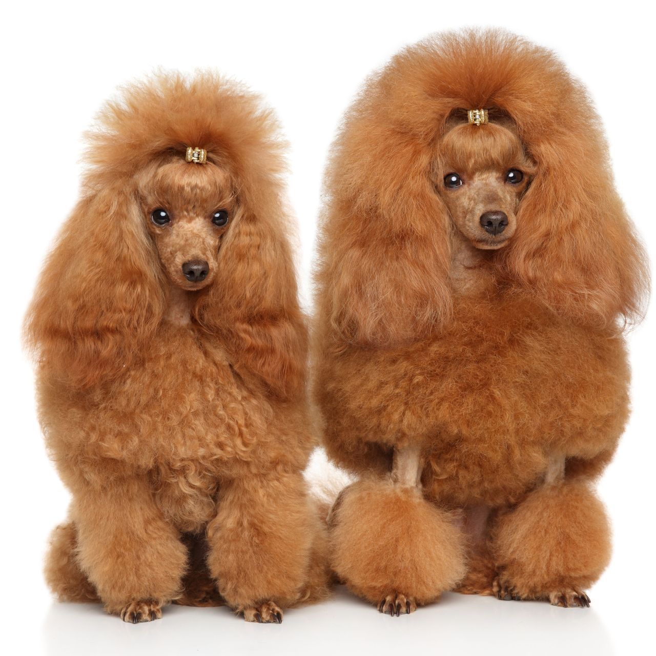 Learn More About Pet Haircuts Two cute pooddles