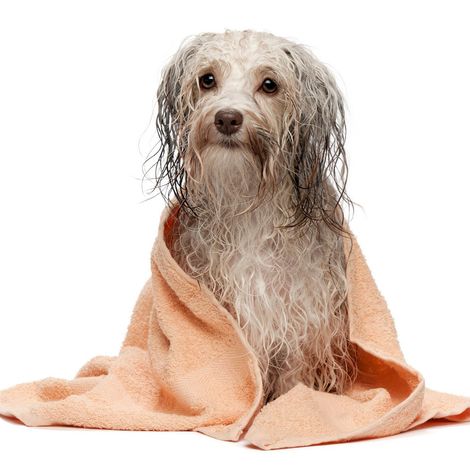 Dog with wet hair