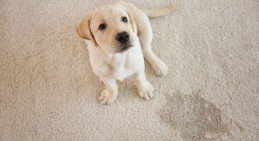 Carpet cleaning