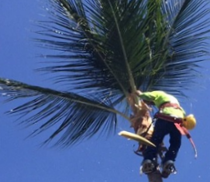 man in palm tree