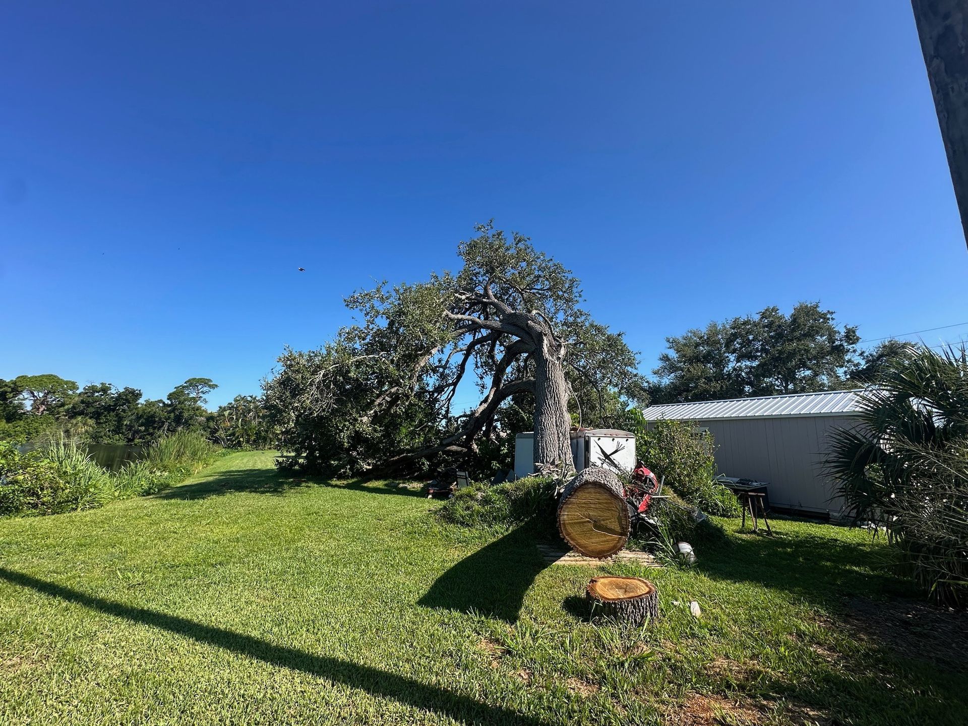 A large tree leans over in a grassy yard under a bright blue sky. A shed sits in the background.