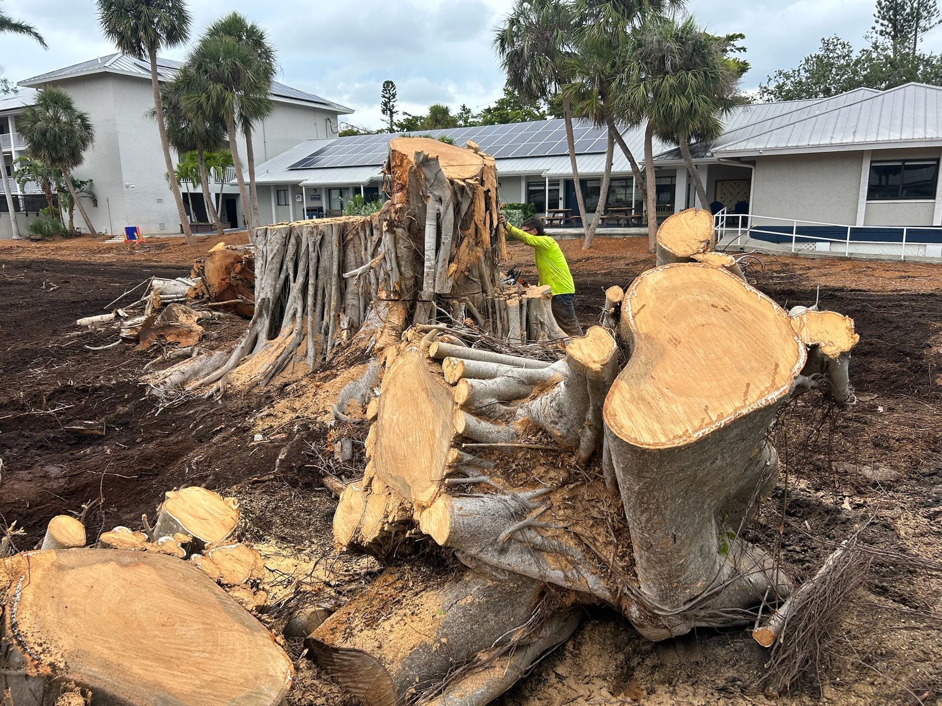 Stump of a large tree surrounded by cut pieces, a person in a green shirt is working on it, houses in the background.