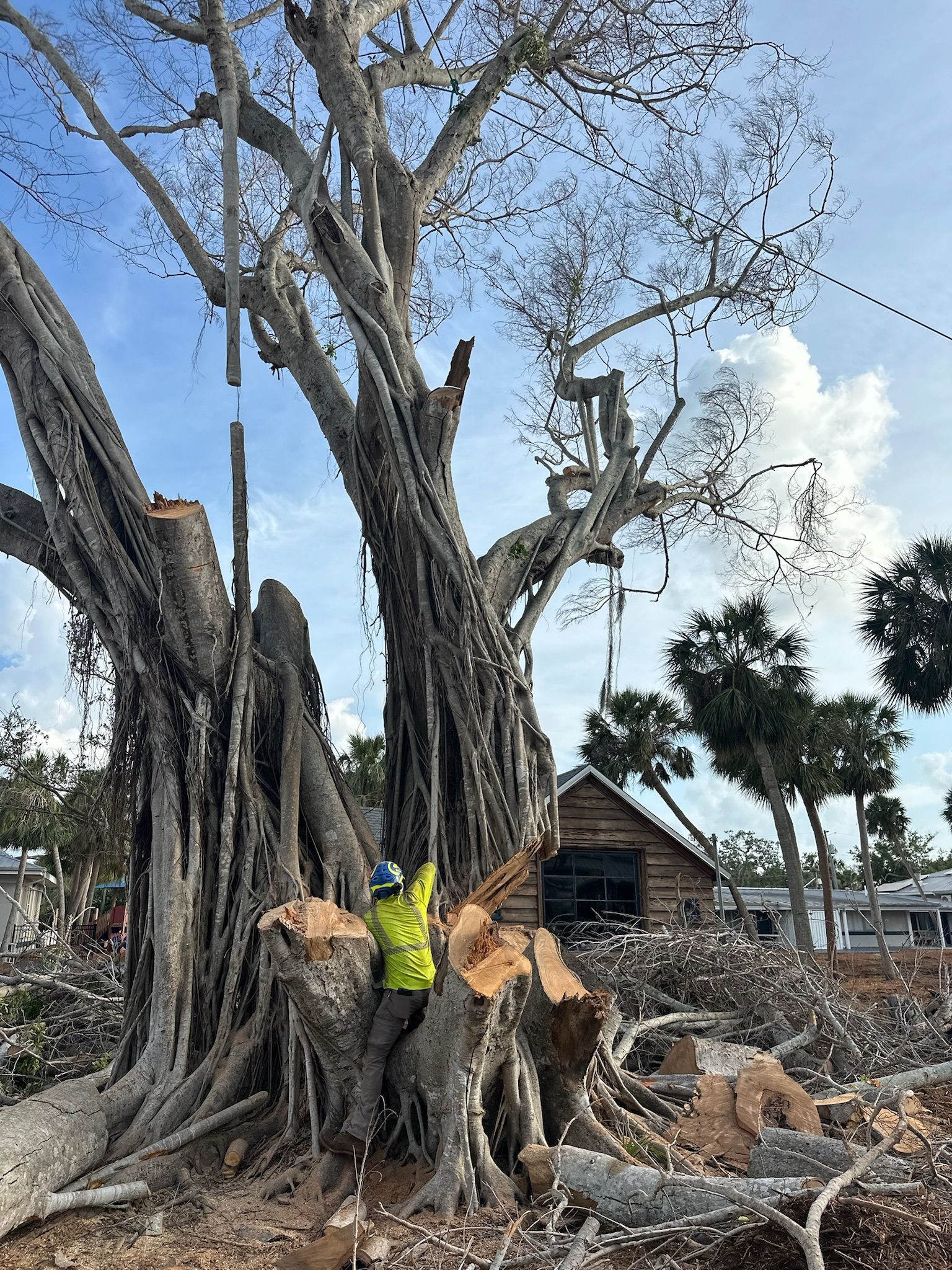 Tree being pruned by a person in a yellow vest; branches are cut; overcast sky.