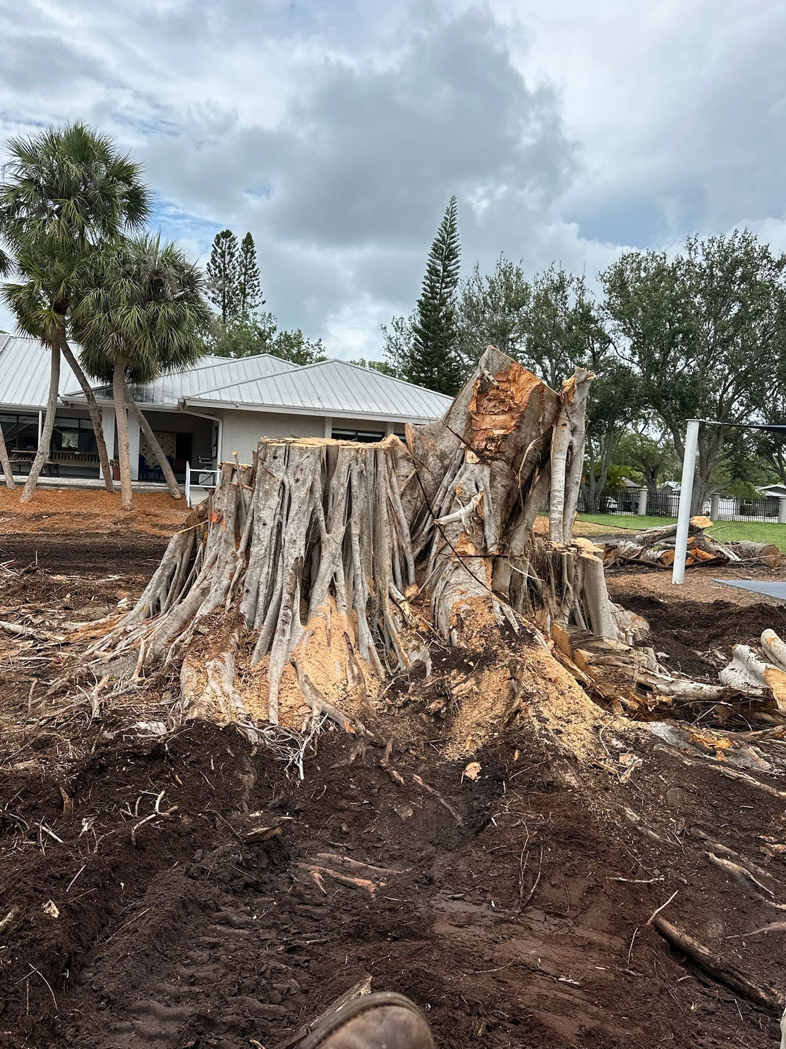 Large tree stump in a yard with a house in the background and a cloudy sky.