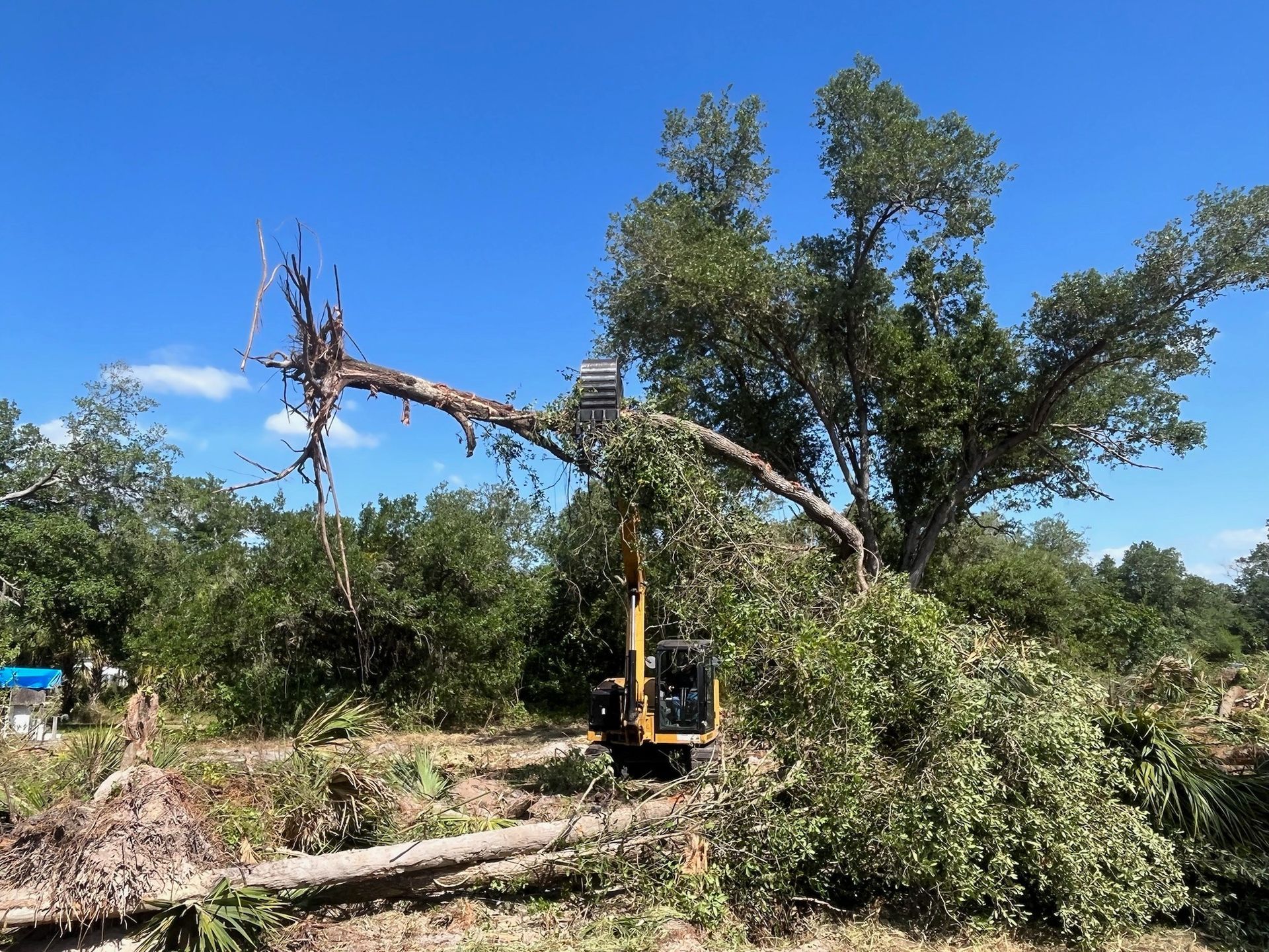 Yellow excavator cutting branches from a fallen tree under a blue sky.