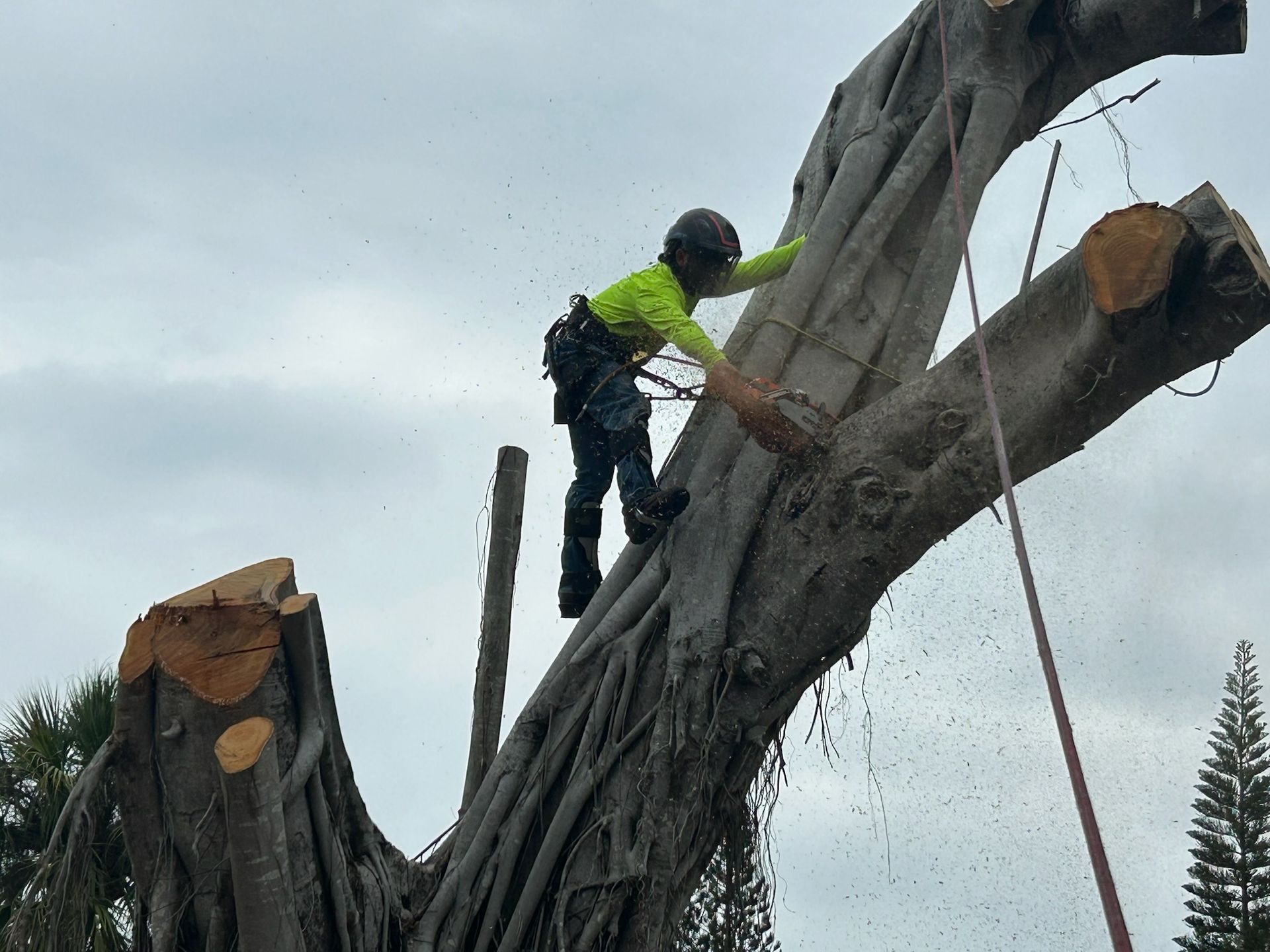 Liberty Tree & Land Services