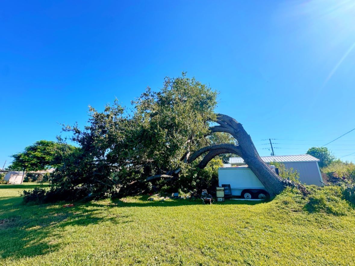 Fallen tree in a yard, branches touching the ground. A trailer sits beneath the tree, sunny day.