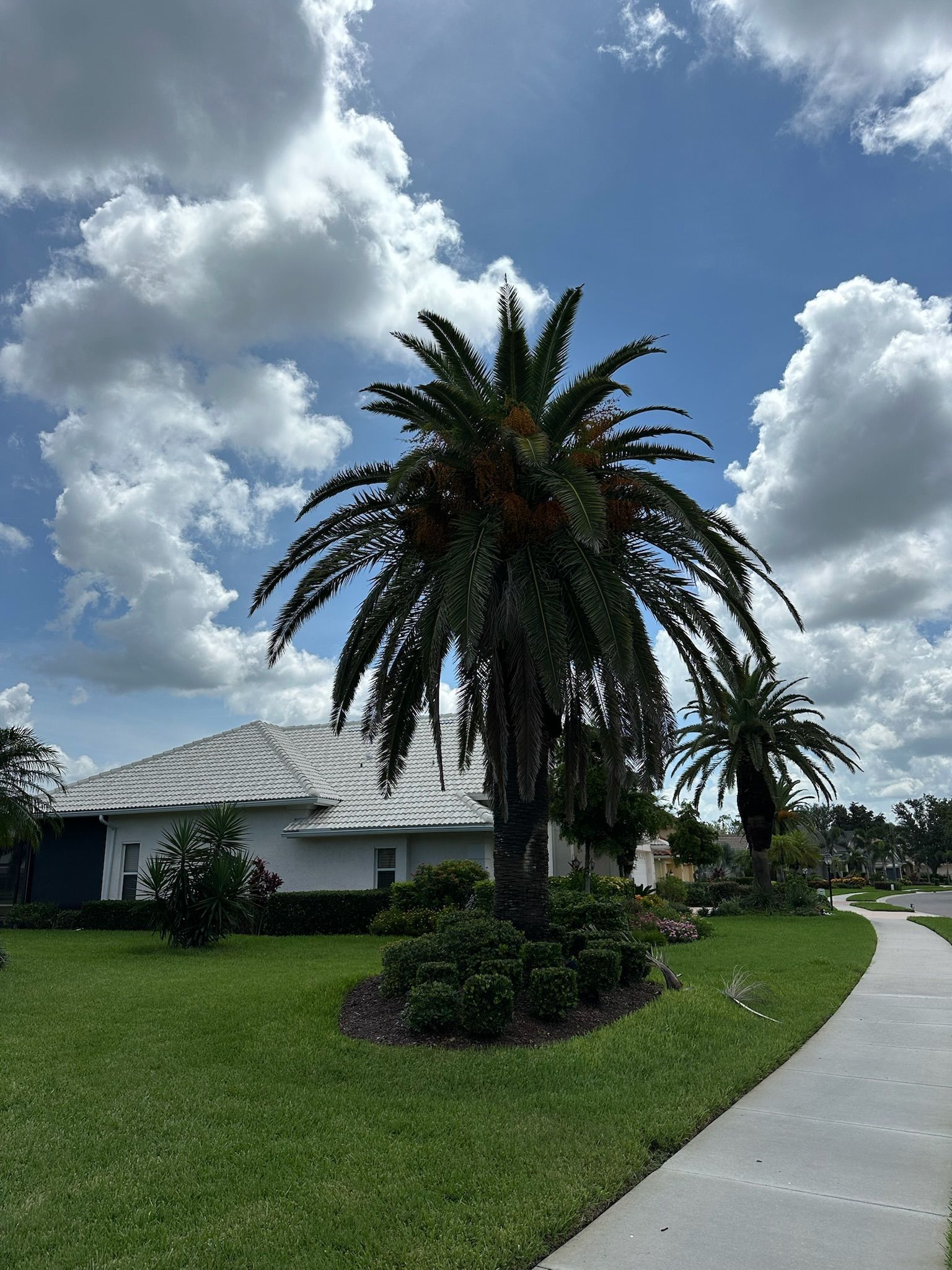 Lush green yard with palm trees, white house, and sidewalk under a cloudy blue sky.